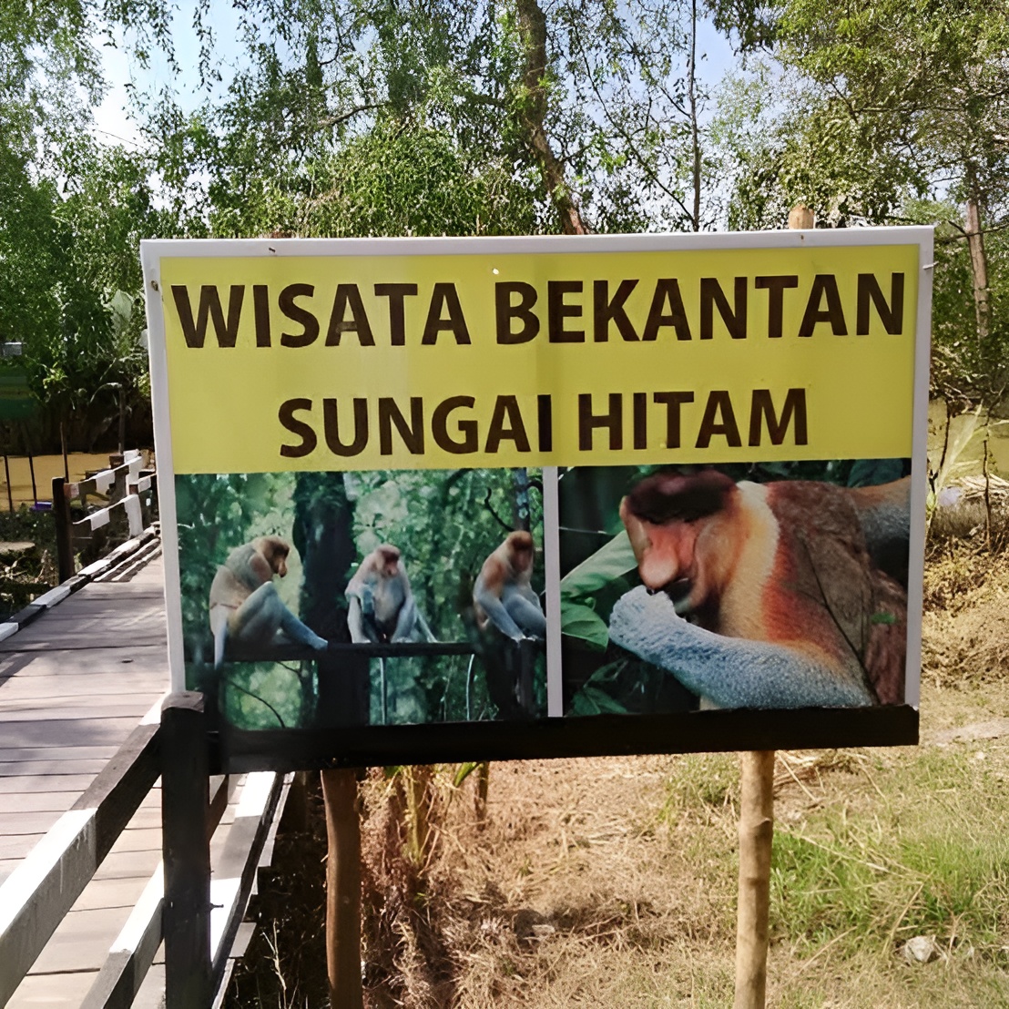 Foto: ILUSTRASI- Seekor bekantan di kawasan Sungai Hitam, Kelurahan Kampung Lama, Kecamatan Samboja, Kabupaten Kutai Kartanegara, Kalimantan Timur.