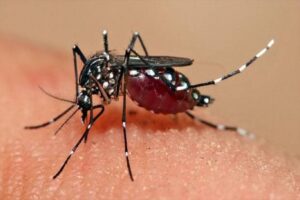 Foto: ILUSTRASI- Nyamuk Aedes Aegypti yang menyebabkan Deman Berdarah Dengue (DBD).